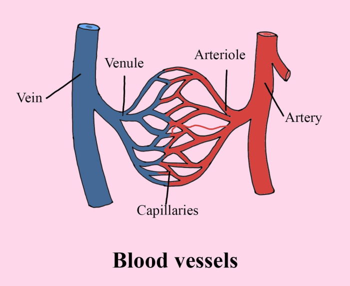 Veins of the body quiz
