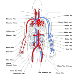 Veins of the body quiz