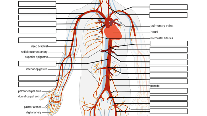 Circulatory veins arteries arterial phlebotomy artery anatomy arm cardiovascular subclavian learn evaluation carotid