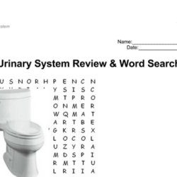 Urinary system word search answer key