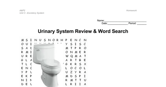 Urinary system word search answer key