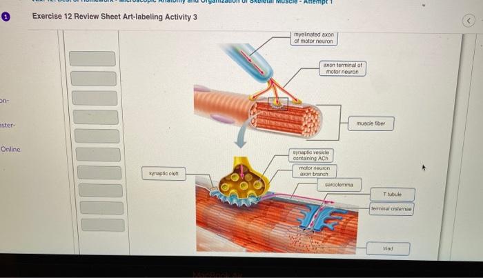 Exercise 12 review sheet art-labeling activity 3