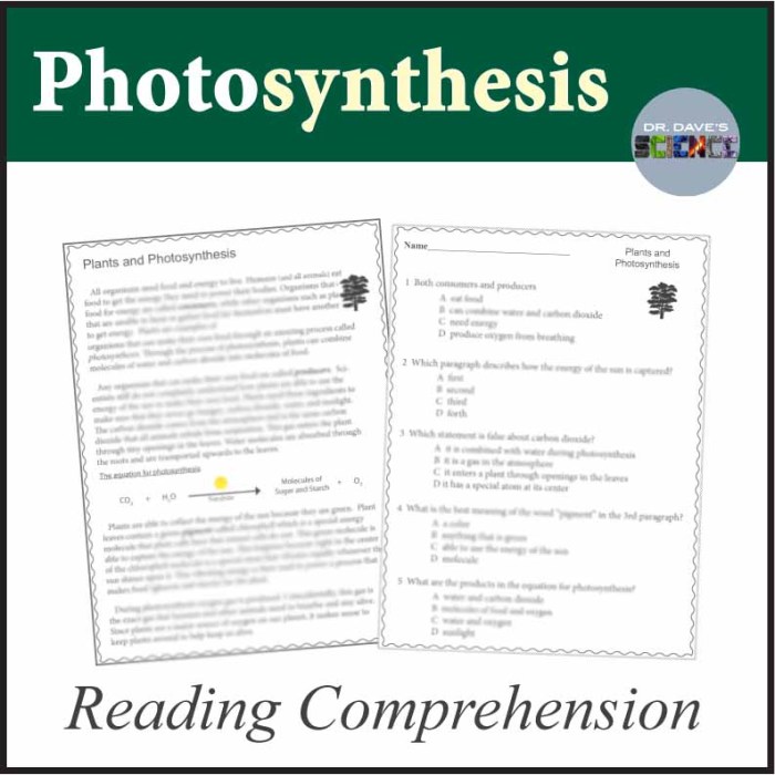 Photosynthesis guided reading comprehension answer key